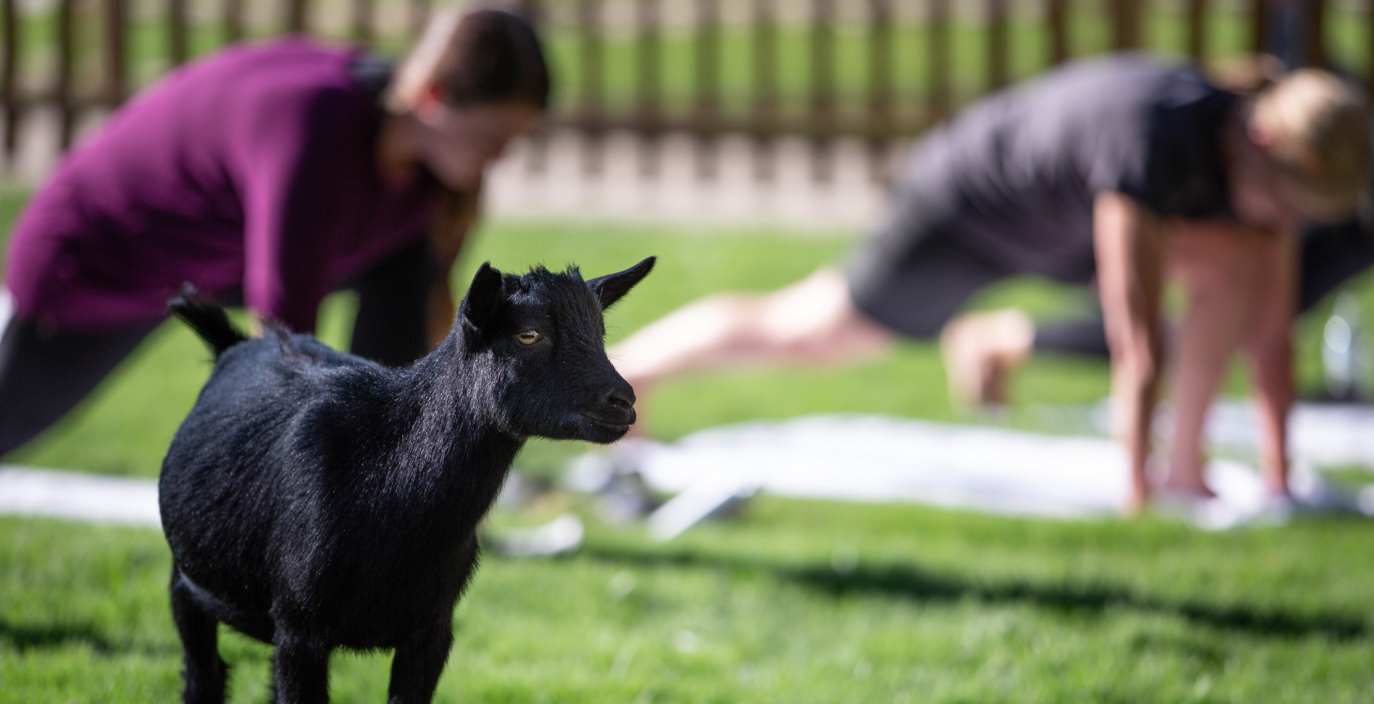 On the Bleat: The Surprising Benefits of Goat Yoga - Rio Retreat Center